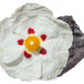Nhựa Hoa Hồng Đá (Labdanum)