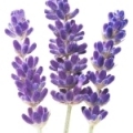 Hoa Oải Hương (Lavender)