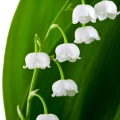 Hoa Linh Lan (Lily of the Valley)
