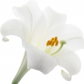 Hoa Bách Hợp (Lily)