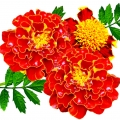 Cúc Vạn Thọ (Marigold)
