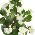 tinh dầu lá sim (myrtle) thảo mộc tinh tế