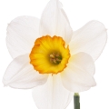Hoa Thủy Tiên (Narcissus)