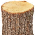 Gỗ Sồi (Oak)