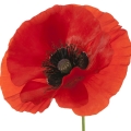 Hoa Anh Túc (Poppy)