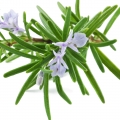 Hương Thảo (Rosemary)