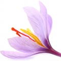 Nhụy Hoa Nghệ Tây (Saffron)