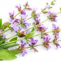 Xô Thơm (Clary Sage)