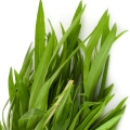 Cây Ngải Giấm (Tarragon)