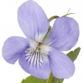Hoa Violet (Hoa Tím)
