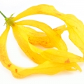 Hoa Ngọc Lan Tây